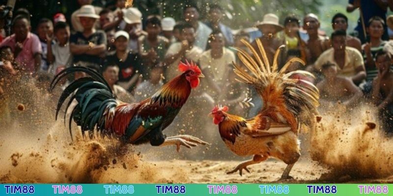 Chơi đá gà TIM88 được hỗ trợ ngay khi cần