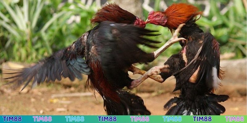 Đá gà TIM88 đa dạng, nhiều trận so tài kịch tính
